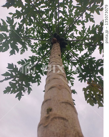Close Up Perspective of Papaya Tree Trunk and Leaf Arrangement 135073079