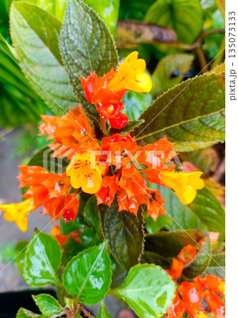 Beautiful Sunset Bells Chrysothemis Pulchella Flowers with Water Drops on Green Leaves 135073133