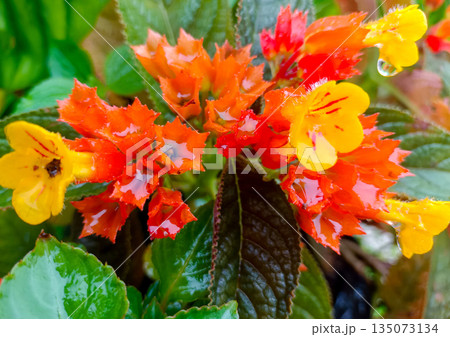 Close Up of Orange Sunset Bells Flowers with Rainwater Droplets and Dark Foliage Close Up of Orange Sunset Bells Flowers with Rainwater Droplets and Dark Foliage 135073134