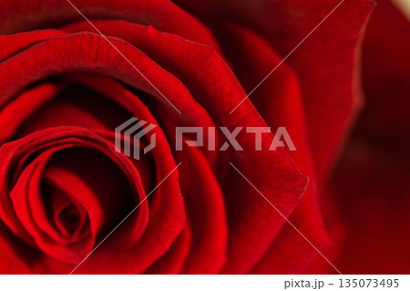 Showing swirling red rose petals in macro 3D render, highlighting velvety concentric layers Showing swirling red rose petals in macro 3D render, highlighting velvety concentric layers 135073495