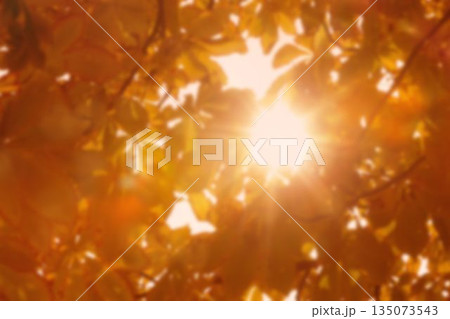 Leaves against bright sky Leaves against bright sky 135073543