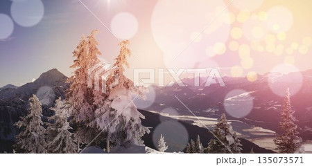 Pine trees covered with snow during winter 135073571