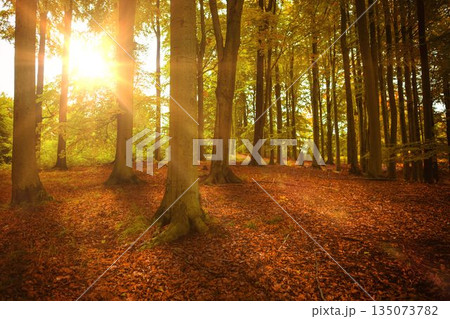 Large tree trunk is standing in flat design autumn forest, with sunbeams and fallen leaves Large tree trunk is standing in flat design autumn forest, with sunbeams and fallen leaves 135073782