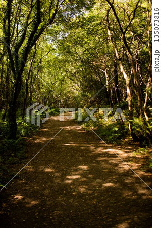Flat design forest trail is featuring winding dirt path with ferns and leaf litter through woodland 135073816