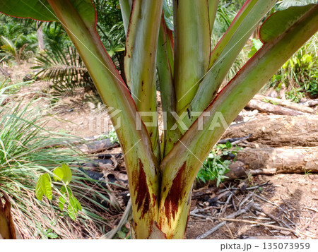 Close Up of Red Edged Banana Tree Stem and Petiole in Tropical Plantation Environment Close Up of Red Edged Banana Tree Stem and Petiole in Tropical Plantation Environment 135073959