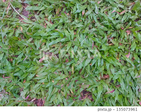 Healthy Green Lawn Grass Pattern Texture for Sustainable Landscaping and Nature Design 135073961