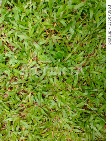 Natural Green Grass Surface Texture Top View for Outdoor Garden and Backyard Design Natural Green Grass Surface Texture Top View for Outdoor Garden and Backyard Design 135073963