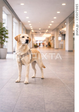 外出支援を行う盲導犬　公共空間で移動を支える縦構図イメージ 135073985