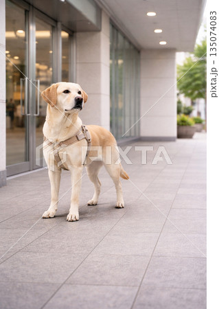 建物入口で外出支援を行う盲導犬　自立した移動を支える縦構図素材 135074083