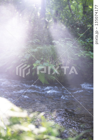 森の清流に光芒が差し込む風景 大山木谷沢渓流 森の清流に光芒が差し込む風景 大山木谷沢渓流 135074177