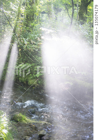 森の清流に光芒が差し込む風景 大山木谷沢渓流 森の清流に光芒が差し込む風景 大山木谷沢渓流 135074179