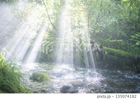 森の清流に光芒が差し込む風景 大山木谷沢渓流 森の清流に光芒が差し込む風景 大山木谷沢渓流 135074182