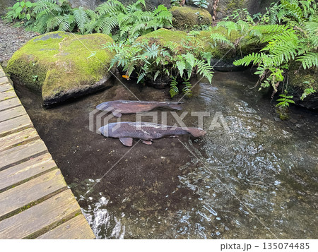 庭の池を泳ぐ鯉。日本庭園の風景。 庭の池を泳ぐ鯉。日本庭園の風景。 135074485