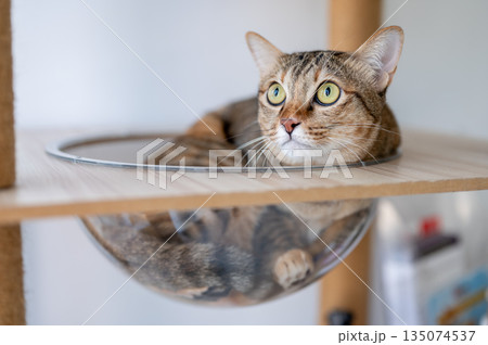 Close up of a mackerel tabby cat lying on glass bowl of wooden tree tower scratching pole in a room. Close up of a mackerel tabby cat lying on glass bowl of wooden tree tower scratching pole in a room. 135074537