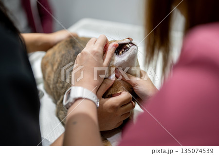 Close up of owner hands holding tabby cat while veterinarian checkup fangs at animal clinic hospital Close up of owner hands holding tabby cat while veterinarian checkup fangs at animal clinic hospital 135074539