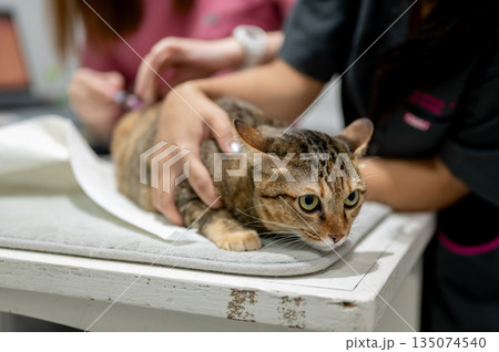 Close up owner's hand holding tabby cat while veterinarian injects vaccine at animal clinic hospital 135074540