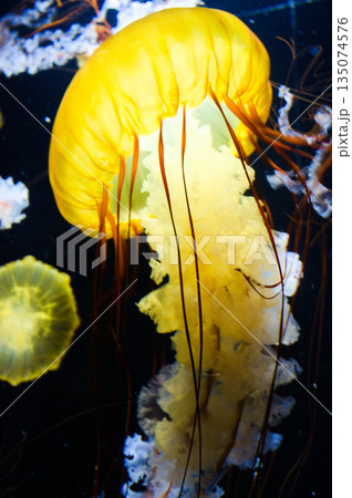 加茂水族館の暗闇に浮かぶ幻想的なオレンジ色のクラゲ 135074576
