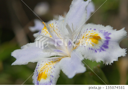 春の木陰に自生するシャガ(射干)の花のアップ 春の木陰に自生するシャガ(射干)の花のアップ 135074581
