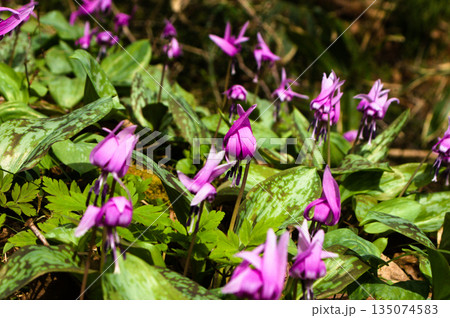 春の森に咲くカタクリの花の群生 135074583