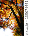 晩秋に色づく木々 135074661