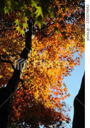空の青と紅葉のハーモニー 空の青と紅葉のハーモニー 135074662
