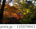 池に映り込む色づく木々に斜陽が差し込む晩秋 135074663