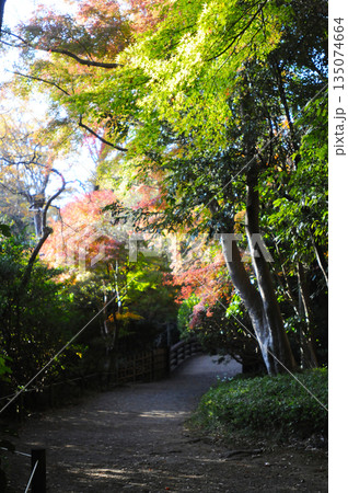 斜陽に暮れる庭園内小径と色あざやかな紅葉 135074664