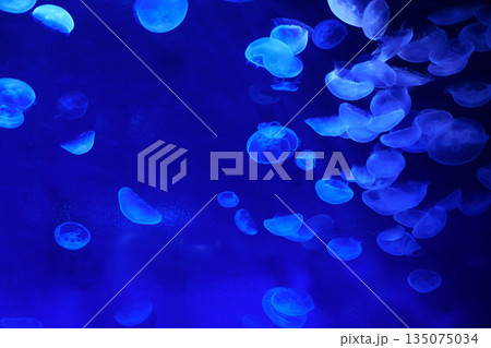 9605　ミズクラゲ 135075034