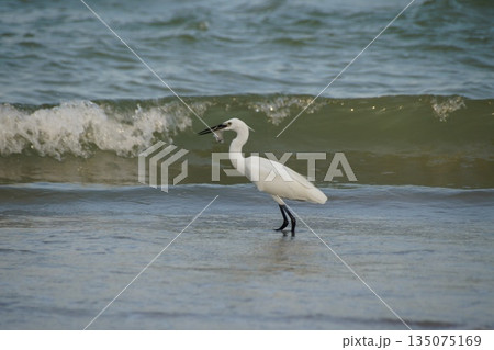 A single white heron hunts for fish in the blue sea, against the backdrop of waves and white sea foam. A single white heron hunts for fish in the blue sea, against the backdrop of waves and white sea foam. 135075169