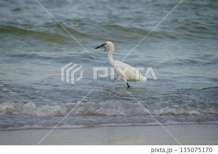 A white heron hunts for fish in the sea.A single white heron hunts for fish in the blue sea, against the backdrop of waves and white sea foam. A white heron hunts for fish in the sea.A single white heron hunts for fish in the blue sea, against the backdrop of waves and white sea foam. 135075170