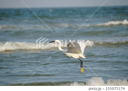 A white heron hunts for fish in the sea.A single heron hunts for fish in the blue sea, against the backdrop of waves and white sea foam. A white heron hunts for fish in the sea.A single heron hunts for fish in the blue sea, against the backdrop of waves and white sea foam. 135075174