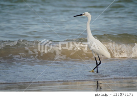 A white heron hunts for fish in the sea.A single white heron hunts for fish in the blue sea, against the backdrop of waves and sea foam. A white heron hunts for fish in the sea.A single white heron hunts for fish in the blue sea, against the backdrop of waves and sea foam. 135075175
