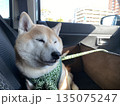 車の中で眠るかわいい柴犬 車の中で眠るかわいい柴犬 135075247