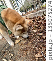 柴犬 柴犬 135075274