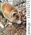 柴犬 柴犬 135075275