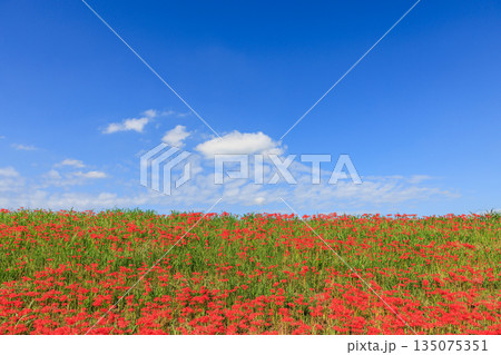 彼岸花咲く里の秋景色　愛知県半田市 135075351