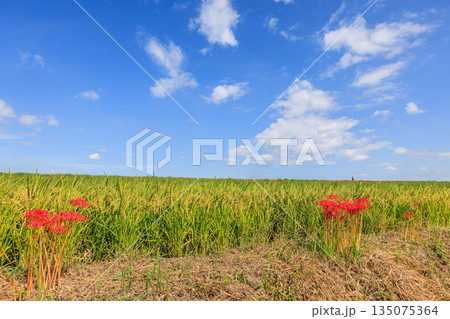 彼岸花咲く里の秋景色 愛知県半田市 彼岸花咲く里の秋景色 愛知県半田市 135075364
