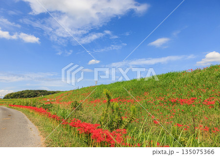 彼岸花咲く里の秋景色 愛知県半田市 彼岸花咲く里の秋景色 愛知県半田市 135075366