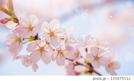 桜模様が広がるピンクの春背景イラスト 桜模様が広がるピンクの春背景イラスト 135075512
