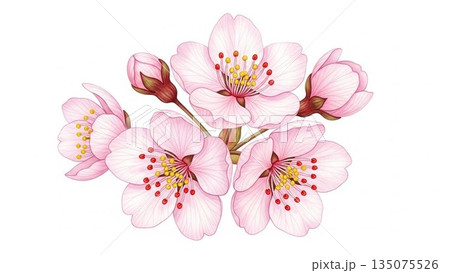 桜模様が広がるピンクの春背景イラスト 135075526