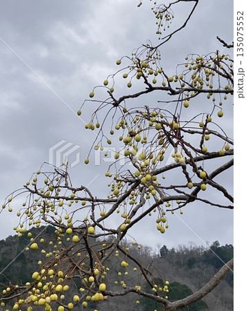 曇り空に映える木の実 135075552