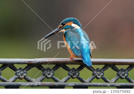フェンスにとまるカワセミ フェンスにとまるカワセミ 135075892