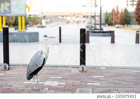 早朝の天王寺公園に佇むアオサギ 早朝の天王寺公園に佇むアオサギ 135075931