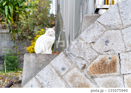 オッドアイの白い地域猫 135075940