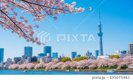 満開の桜の木イラスト 春の象徴的モチーフ 満開の桜の木イラスト 春の象徴的モチーフ 135075982