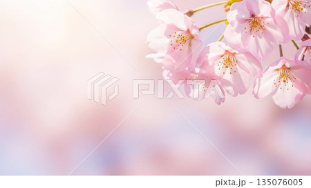 満開の桜の木イラスト 春の象徴的モチーフ 満開の桜の木イラスト 春の象徴的モチーフ 135076005