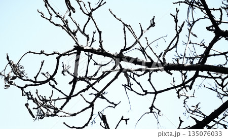 冬枯れした樹木 冬枯れした樹木 135076033