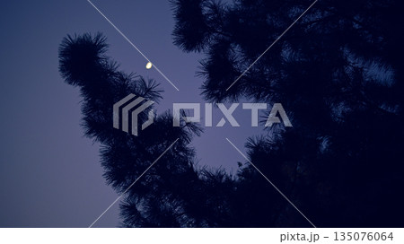 宵の月 135076064