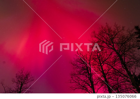 Bright red Northern lights in the sky and tree silhouettes. 135076066
