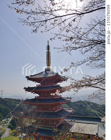 基山町 本福寺 桜満開の観音堂と五重塔 基山町 本福寺 桜満開の観音堂と五重塔 135076099